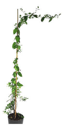 Lonicera Caprifolium Belgicae (madreselva Rosada)