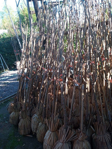 Imagen 6 de 10 de Guindo Arbol-prunus Cerasus 1.7mts.e.gratiscaba-gba