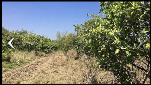 Terreno En Venta En Montemorelos