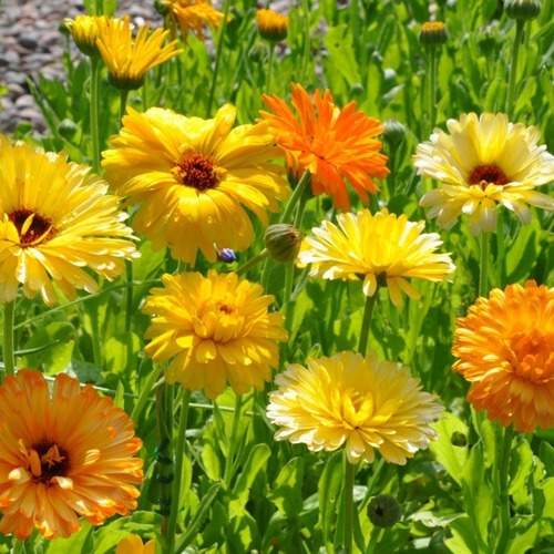 60 Semillas Calendula Pacific Beauty Mix - Calidad Premium