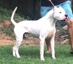 Filhotes De Dogo Argentino Com Pedigree
