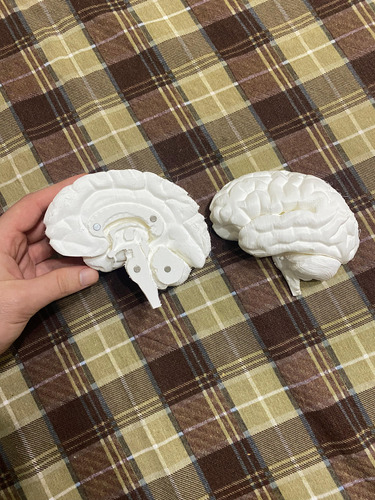 Cerebro Humano Anatómico 2 Piezas Material Flexible