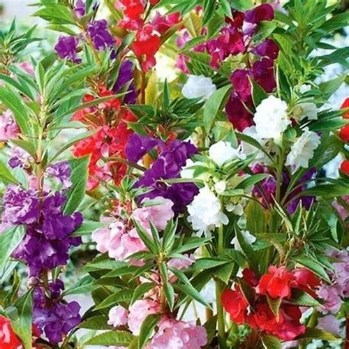 Semillas De Balsamina Doble O Flor De Camelia Prosperidad