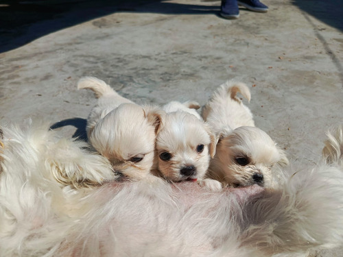 Cachorros Raza Pekines - Pequines