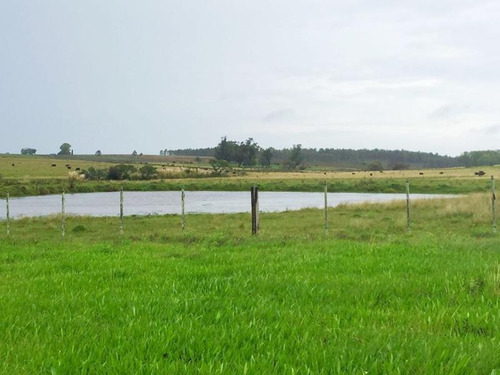 Campo En Venta En Lavalleja, 151 Hectáreas.