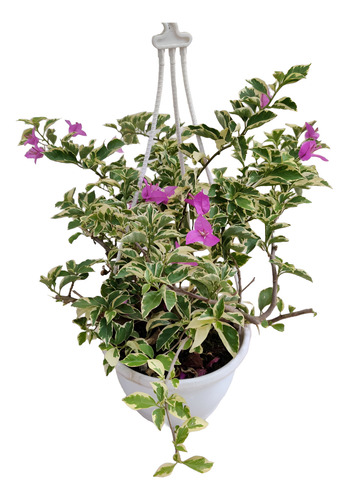 Muda Rara Bougainville Primavera Variegata - Cor Real Lilás