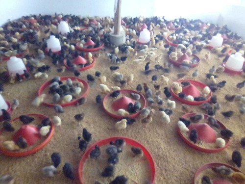 Imagen 2 de 5 de Criollos Mejorados Pollo Bebe