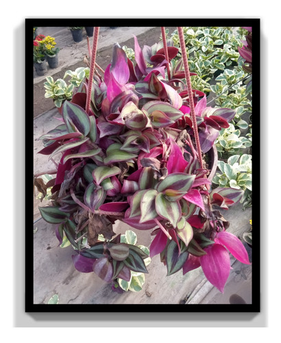 Planta Tradescantia Bowl 18 Colgante