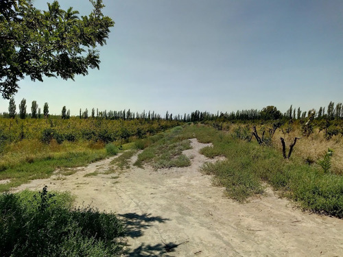 Imagen 21 de 25 de Venta De Finca 14 Ha En Producción - San Rafael Mendoza