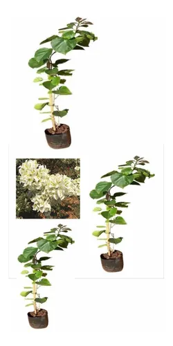 Kit 3 Mudas De Primavera Branca