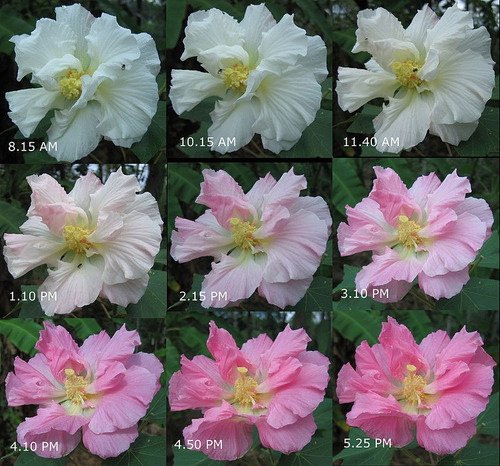 Imagem 2 de 10 de Hibiscus Mutabilis Hibisco Sementes Rosa Louca