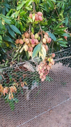 Imagem 29 de 30 de Chácara À Venda Em Vale Das Laranjeiras - Ch006892