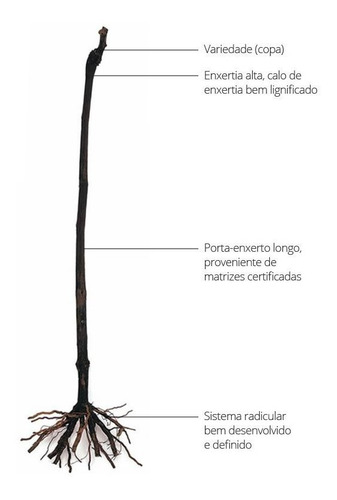 Kit 5 Mudas De Uva Enxertada - Variedades Sem Sementes