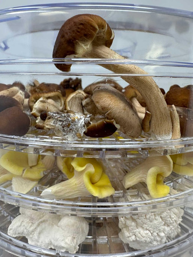 Deshidratador De Alimentos Hongos De Temperatura Ajustable