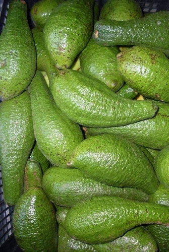 Aguacate Chinene 2plantas Criollo