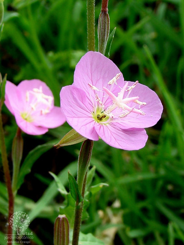 30 Semente Epilóbio Epilobium Parviflorum Prostata P/ Mudas