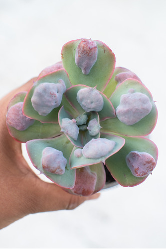 Echeveria Heart's Delight Suculenta Colección N° 8