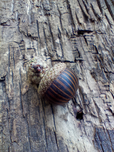 Bellotas-semillas Quercus-roble De Los Pantanos (x50)