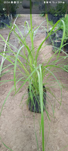 Miscanthus Sinesis Gracilimus Paisajismos Cetos