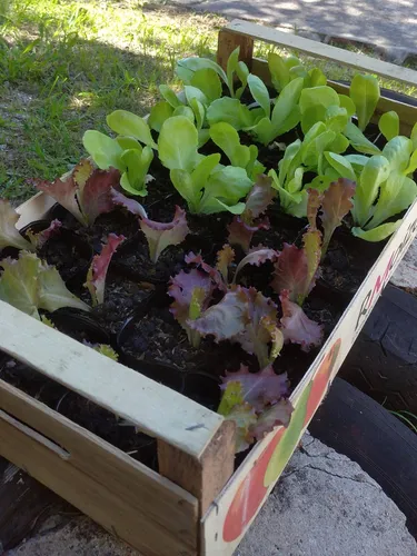 Huerta Orgánica Cajón 28 Plantines De Estación Ó Aromáticas