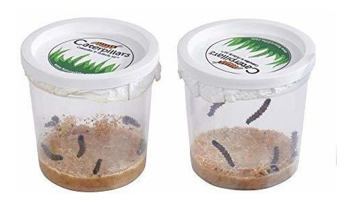 Juego Educativo De Cienci Nature Gift 10 Live Caterpillars S