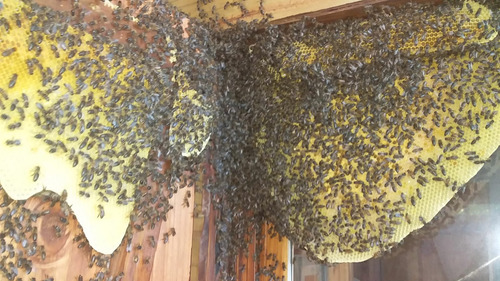 Imagen 4 de 10 de Abejas Colmenas Enjambres Avispas