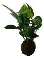 Comprar Kokedama Potus - Planta De Interior 