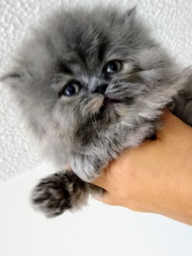 Imagen 5 de 5 de Gatitos Persa