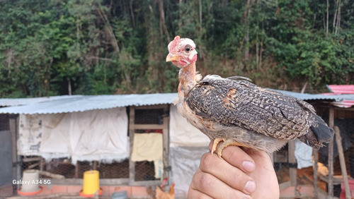 Pollos De Gallinas Enanas Pirocos 