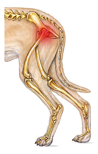 Soporte De Cadera Para Perro Para Patas Traseras Soporte S
