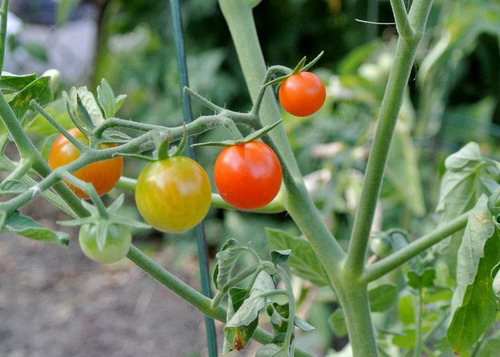 100 Semillas De Tomate Silvestre Tomate Pajarito