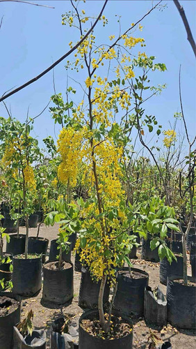 Árbol Lluvia De Oro De 4 Y 5 M Hermosos!! De Tronco Grueso