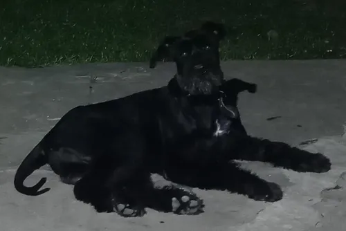 Perro Macho Schnauzer Gigante Negro