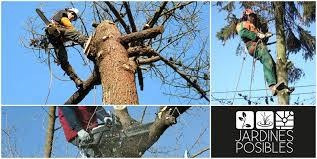 Imagen 2 de 6 de Poda De Arboles Césped Limpieza De Fondos Terrenos Escombros