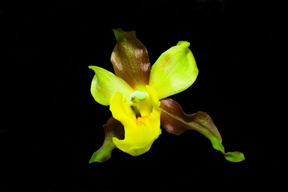 Orquidea Cyrtopodium | MercadoLivre 📦