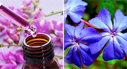 Imagen 7 de 7 de Flores De Bach (enviamos) Incluye Terapia