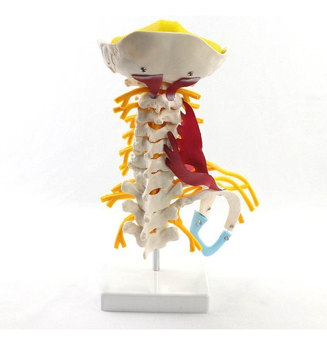 Modelo De Anatomía De La Columna Vertebral Humana