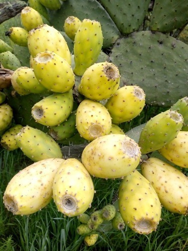 50 Semillas De Nopal Tunero Amarillo