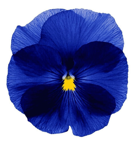 Semillas De Flores Pensamiento Gigante Suizo Azul Y A