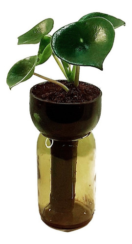 Imagen 1 de 10 de Peperomia Cucharita Little Plant 15 The Little Yisus