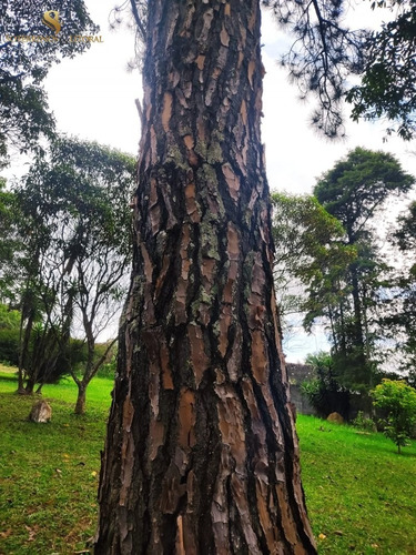 Imagem 13 de 30 de Sítio Em Santa Isabel - Sp