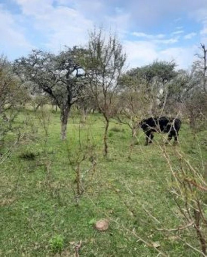 Imagen 2 de 6 de Se Vende 20 Hectáreas En Costa Uruguay Sur , Gualeguaychu