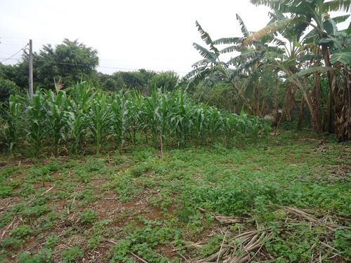 Imagem 13 de 13 de Boa Chácara Bairro Puris 1640,00m2