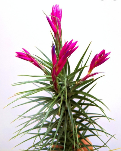 Thillandsia Tenuifolia Clavel Del Aire Epifita Planta D Aire