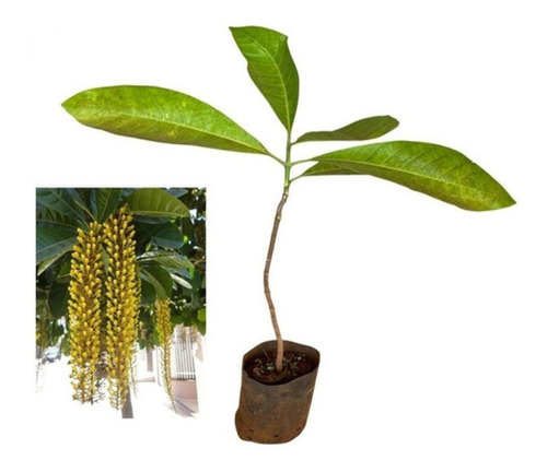 Muda De Lofantera Amarela - Fácil Plantio