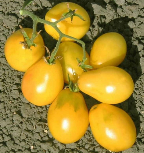 Semillas Organicas Tomate Ivory Egg Naturales Ideal Huerta