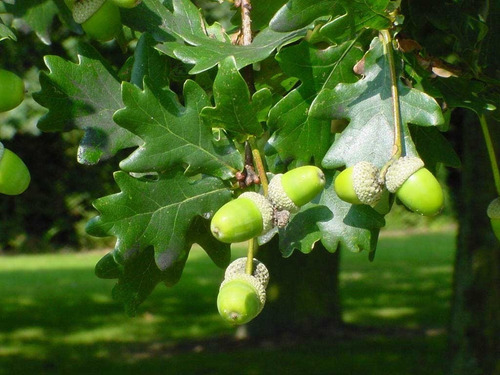 Imagen 2 de 4 de Quercus Robur (roble Europeo) 15lts