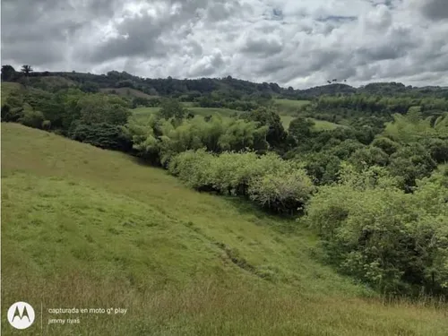 Venta Finca Sector Pueblo Tapao - Cultivada En Pasto - 185 Cuadras