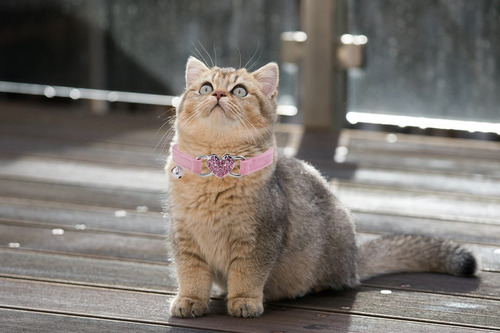 Coleira De Gato Com Design De Coração, Cinto De Segurança E