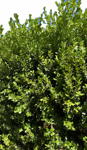 Planta Cerco Vivo Buxus Siempre Verde Arbusto Oferta